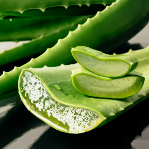 Aloe Vera Pflanze